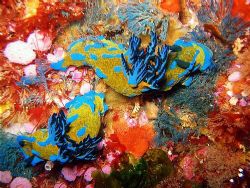 Two tambja nudibranches in the Poor Knights by Dawn Watson 